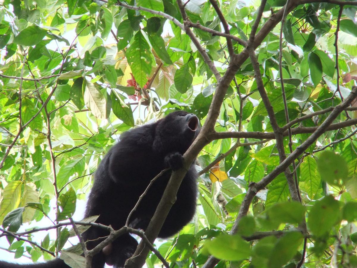Hickatee Cottages, Belize, Central America Punta Gorda Eksteriør billede
