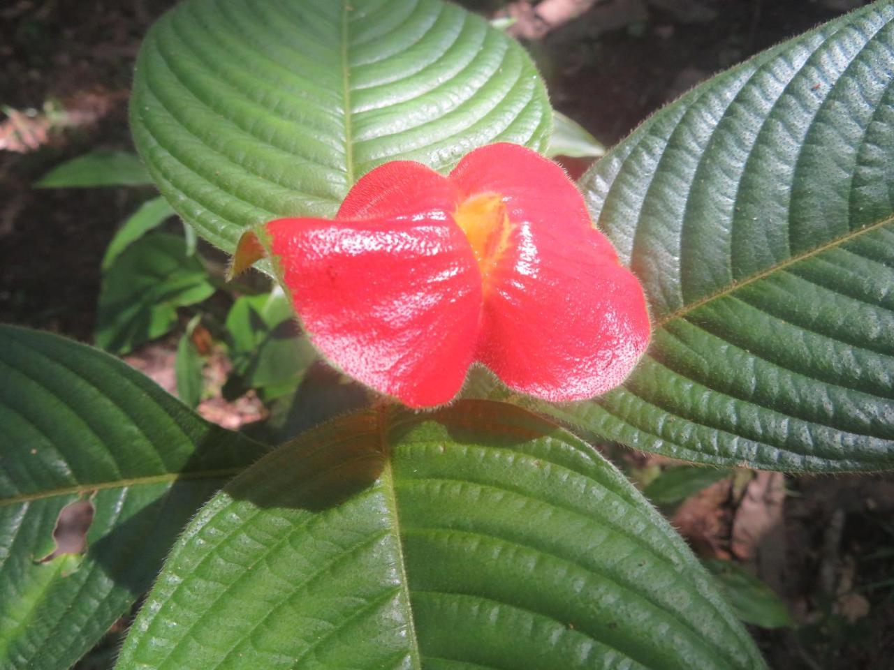 Hickatee Cottages, Belize, Central America Punta Gorda Eksteriør billede